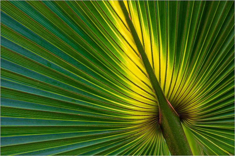 Palm leaf_Peter Cox.jpg - Palm leaf